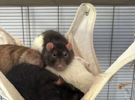 4 Male Rats Looking for a Loving Home