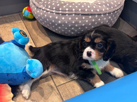 Gorgeous Cavalier Puppies