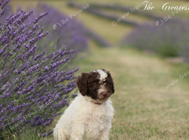 Spanish water dog RKC register
