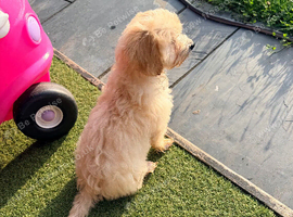 Asian Maltipoo Puppy