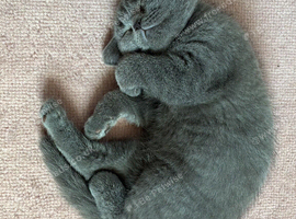 REDUCED!!!!Gorgeous pedigree British shorthaired for sale