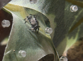 Female Jumping Spider + Enclosure and Decor