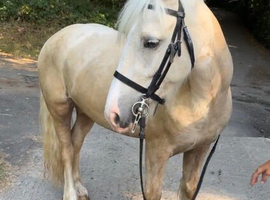 Palamino ride & drive gelding