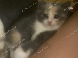 Beautiful x3 kittens for sale