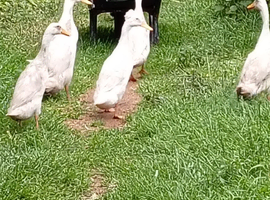 Ducks x 7