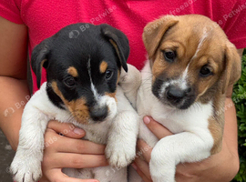 Jack Russell puppies for sale