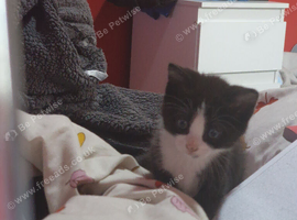 Male kitten