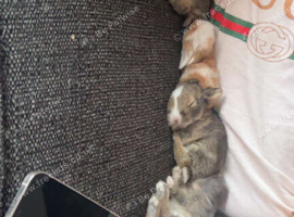 &pound;70 brown Lion head rabbits 7 weeks old