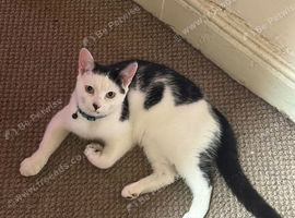 Boy kitten