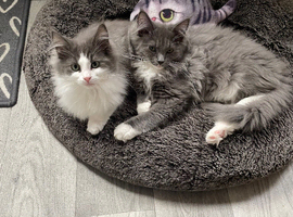 Maine coon x ragdolls