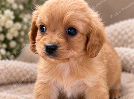 Two Cavachons puppies ready to leave