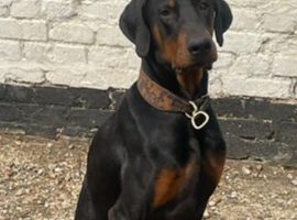 Doberman for stud (proven)