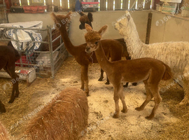Yearling Alpaca boys