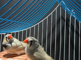Pair of zebra finches with cage