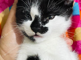 Beautiful Black & White Tuxedo Kittens &ndash; Loving Forever Homes Wanted