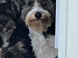 Biewer terrier
