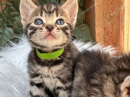 FULL GINGER KITTENS AND GREY TABBY KITTENS TO RESERVE
