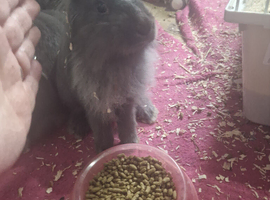 1 lion head male bunnies