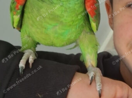 Tame Amazon parrot