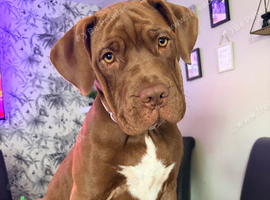 Dogue de Bordeaux cross