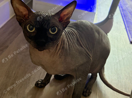 Handsome Male Sphynx Cat Looking for His New Home