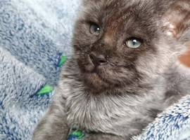 Maine coon polydactyl boys