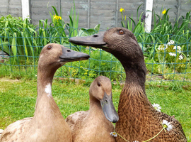 3 Khaki Campbell Ducks (2-4yrs)