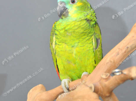 Baby Blue fronted Amazon talking parrots available,24