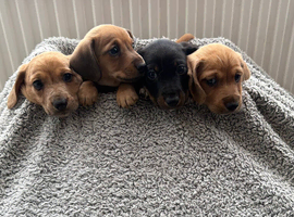 5 gorgeous doxipoo&rsquo;s