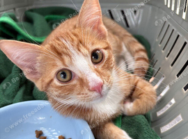 Fluffy Ginger and White Female Kitten