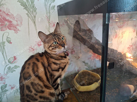 Female bengal