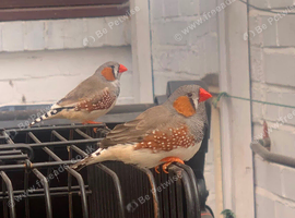 2 male finches with a large cage