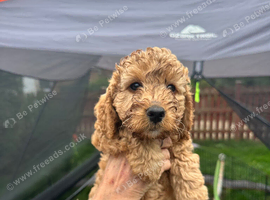 Cockapoo F1B puppies
