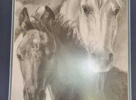 Grey Purebred Filly/Mare