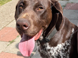 German shorthaired pointer