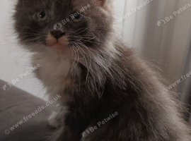 Beautiful fluffy kittens