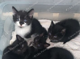 Kittens for sale