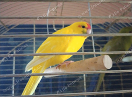 For sale