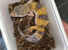 Young leopard gecko (female) reay to go now!