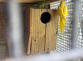 Proven Ringneck female green