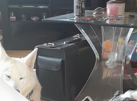 Border collie female age 2 years