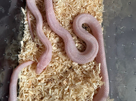 Red factor snow corn snake WOW AMAZING!