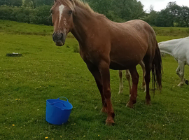Mare and foal