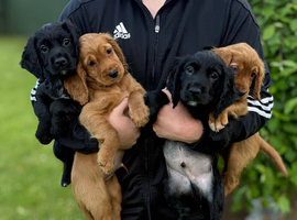 Cocker spaniel puppies *3 left*