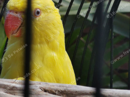 Lutino Ringneck baby