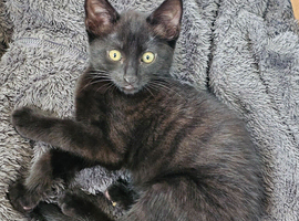 Beautiful Maine Coon mix 1boy  kitten