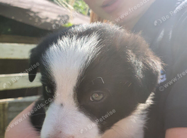 Border collie pups for sale