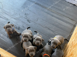 Beautiful Blue Staffie Puppies