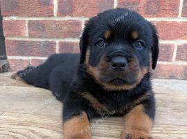 5 generation Rottweiler puppies
