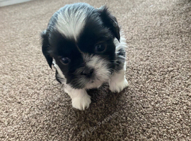 2x stunning tiny shih tzu boys